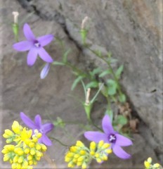 Campanula matritensis