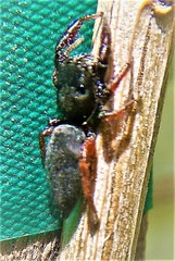 Metacyrba taeniola similis