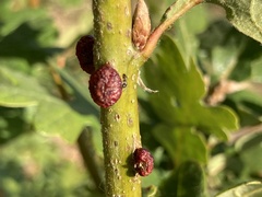 Disholcaspis mellifica