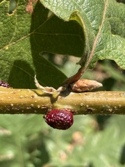 Disholcaspis mellifica