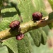 Twig Gall Wasp - Photo (c) brnhn, some rights reserved (CC BY-NC), uploaded by brnhn