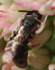 Hylaeus modestus