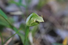 Pterostylis hildae