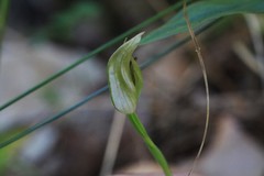 Pterostylis hildae