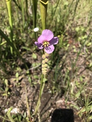 Drosera tracyi
