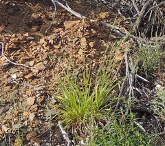 Brachypodium pinnatum
