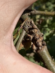 Disholcaspis mellifica