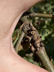 Disholcaspis mellifica