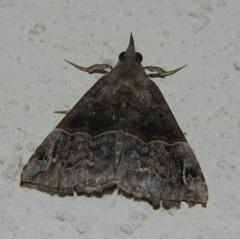 Dichromia erastrialis