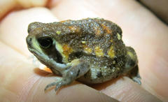 Breviceps