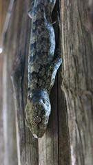 Homopholis walbergii