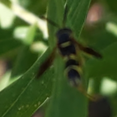 Leucospidae