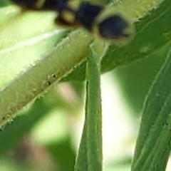 Leucospidae