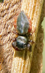 Metacyrba taeniola similis