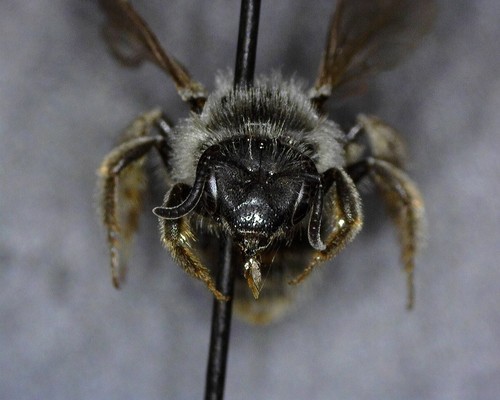 iNaturalist observation photo of Titus's Sweat Bee