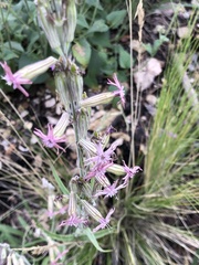 Silene scouleri