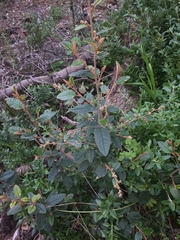 Pomaderris paniculosa