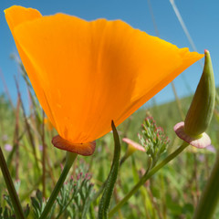 Eschscholzia californica californica