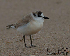 Charadrius marginatus mechowi