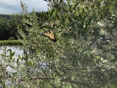 Papilio canadensis × glaucus