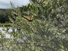 Papilio canadensis × glaucus