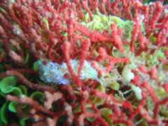 Phyllodesmium horridum