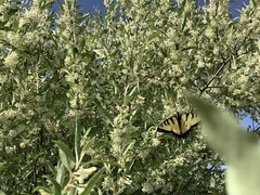 Papilio canadensis × glaucus