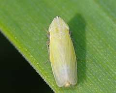 Arthaldeus