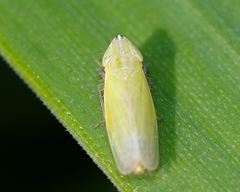 Arthaldeus