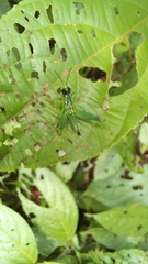 Chloropseustes brunneus