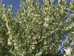 Papilio canadensis × glaucus