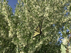Papilio canadensis × glaucus