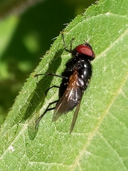 Myiophasiini