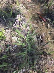 Asclepias longifolia