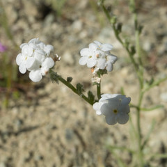 Cryptantha flaccida