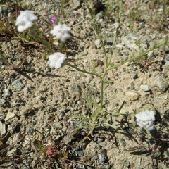 Cryptantha flaccida