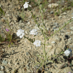 Cryptantha flaccida