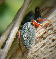Metacyrba taeniola similis