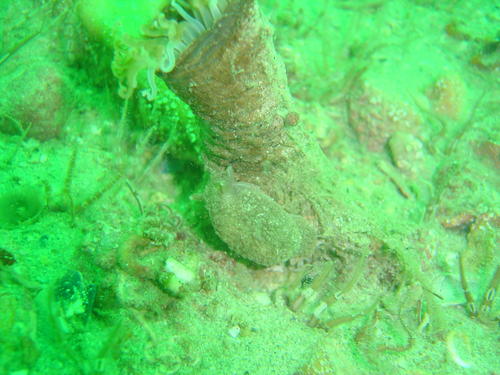 Pleurobranchaea tarda
