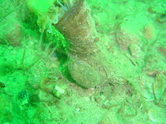 Pleurobranchaea tarda