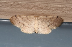 Idaea pilosata