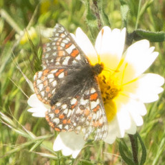 Euphydryas editha bayensis