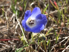 Nemophila menziesii