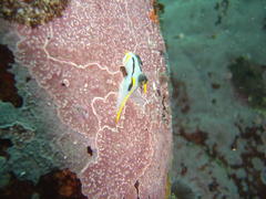 Polycera capensis