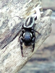 Dendryphantes