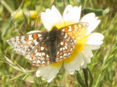 Euphydryas editha bayensis