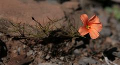 Oxalis filifoliolata