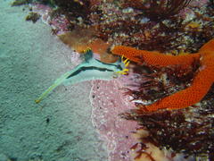 Polycera capensis
