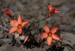 Oxalis filifoliolata