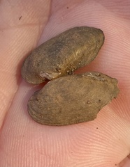Toxolasma pullum